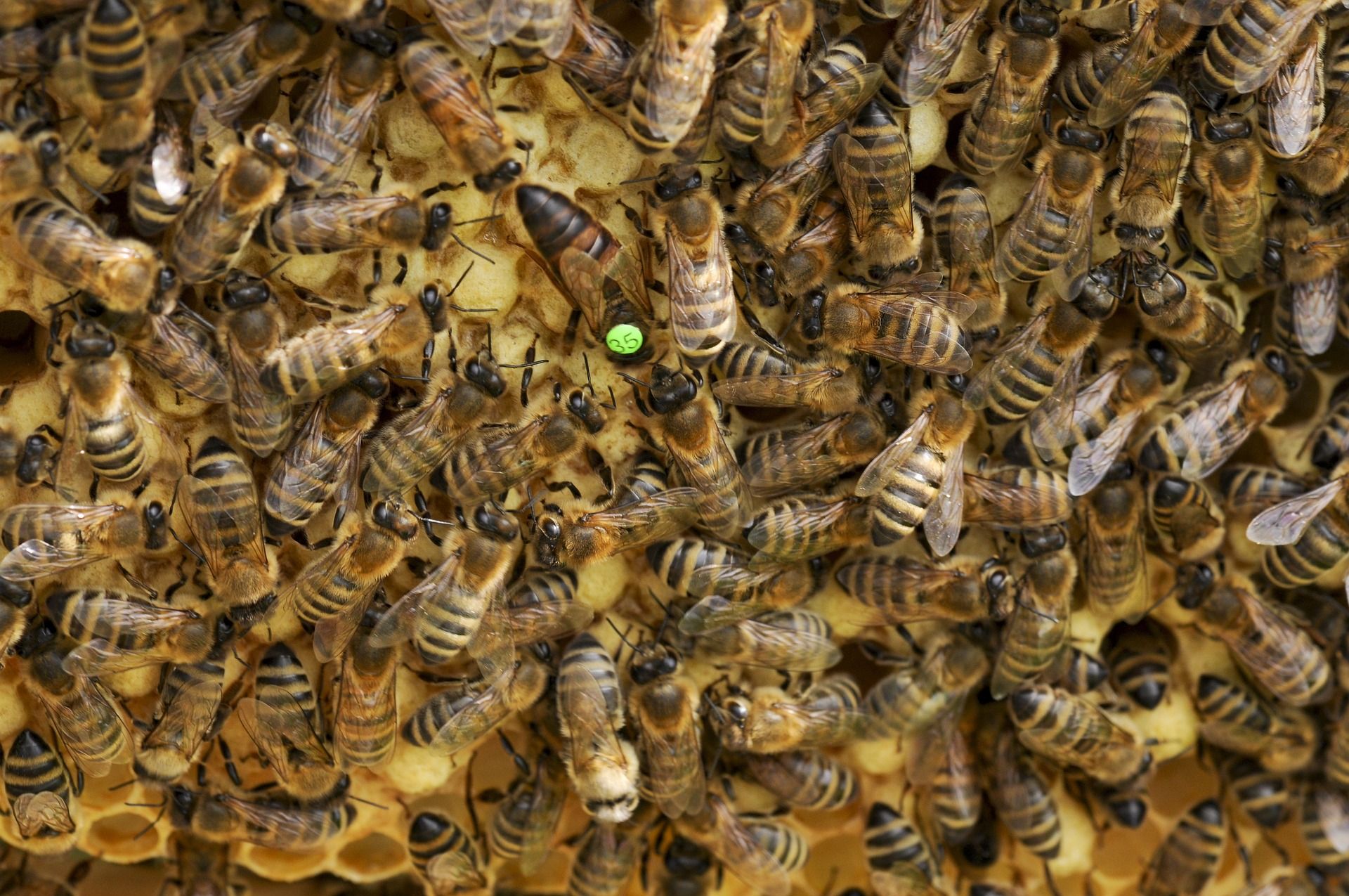 Aufzuchtmethoden Fuer Bienenkoeniginnen Imker Kreisverband Waldmuenchen