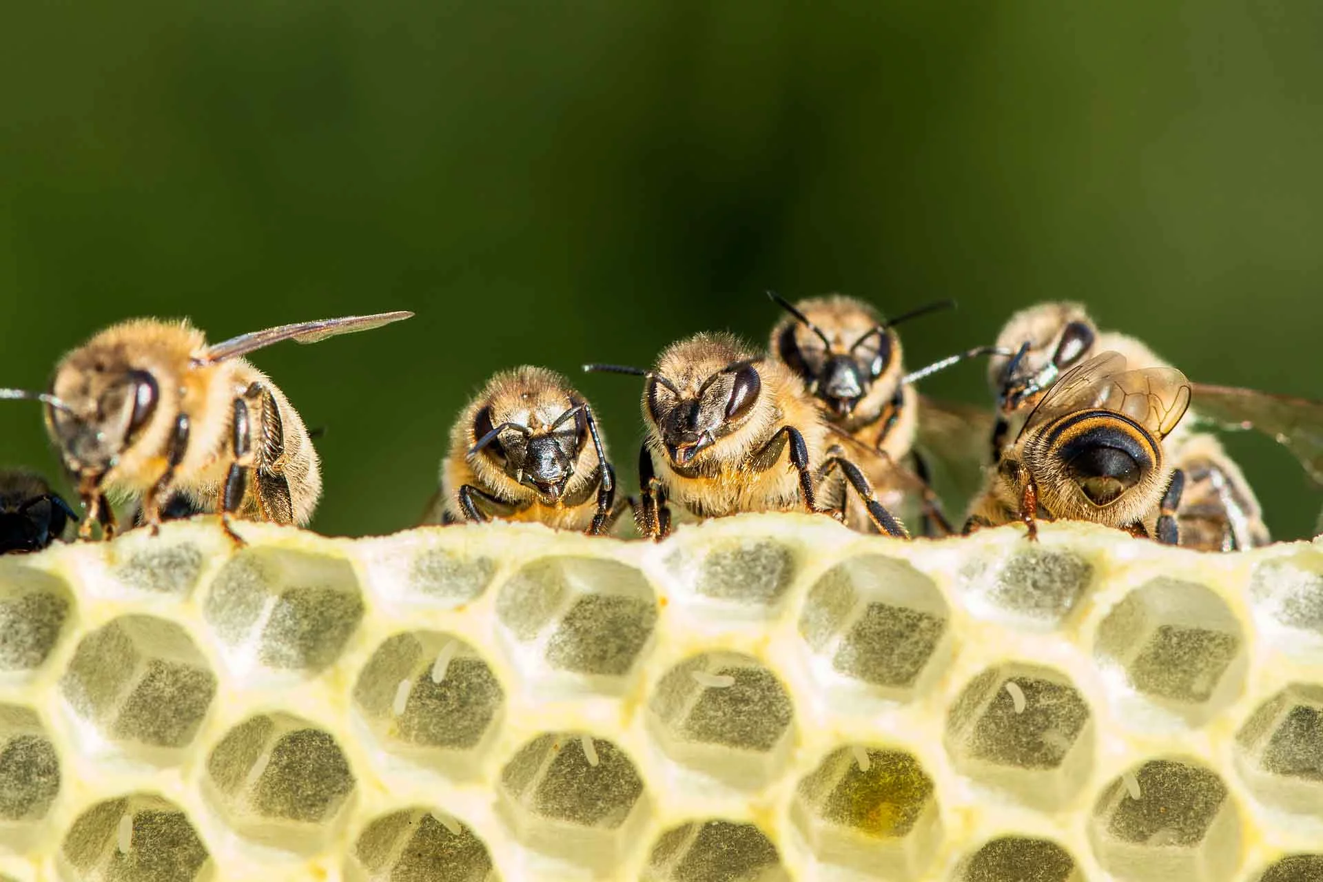 Verein Bienen Honig Imker Kreisverband Waldmuenchen