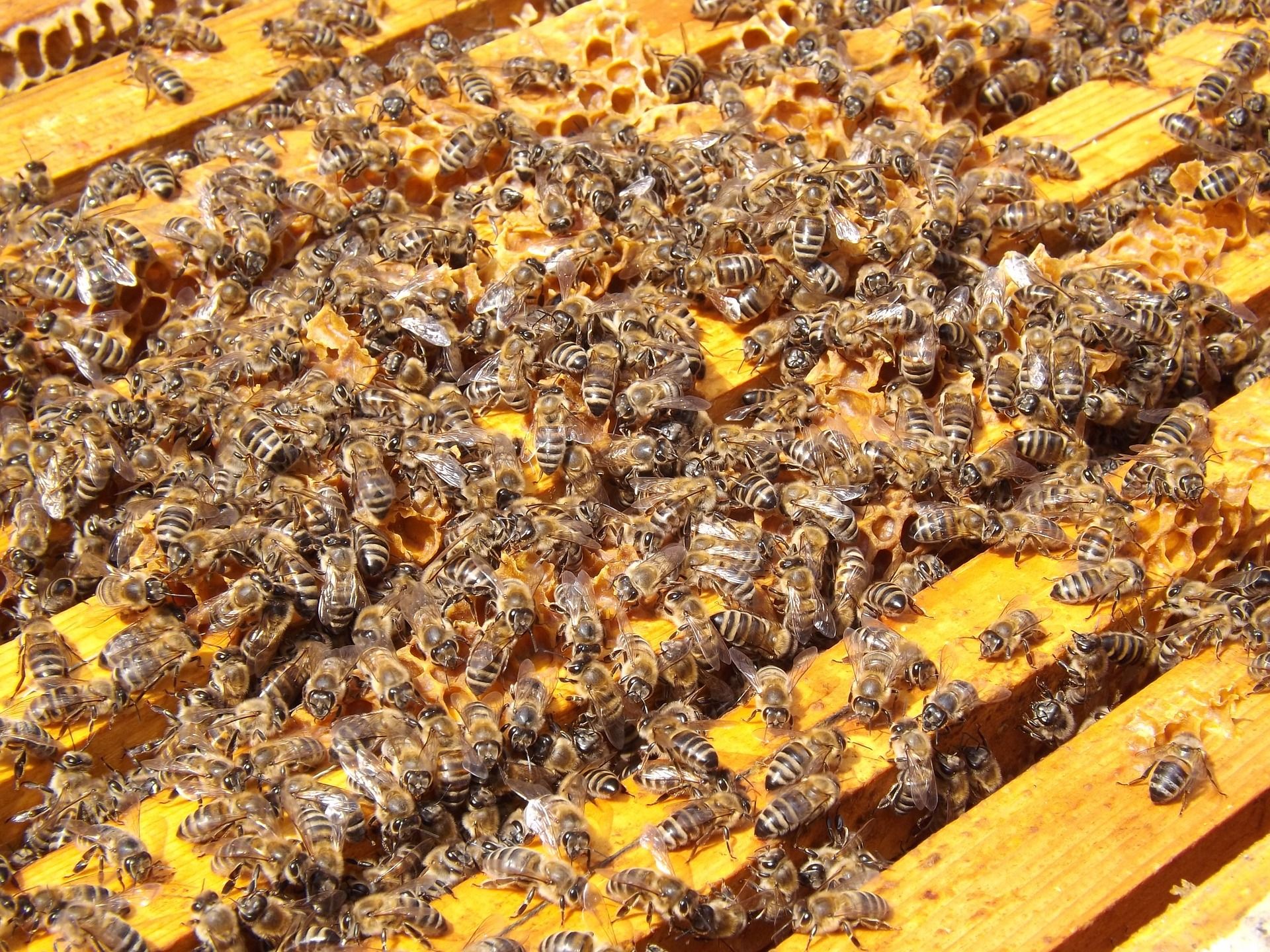 Wenn Bienen Sich Was Wuenschen Koennten Imker Kreisverband Waldmuenchen