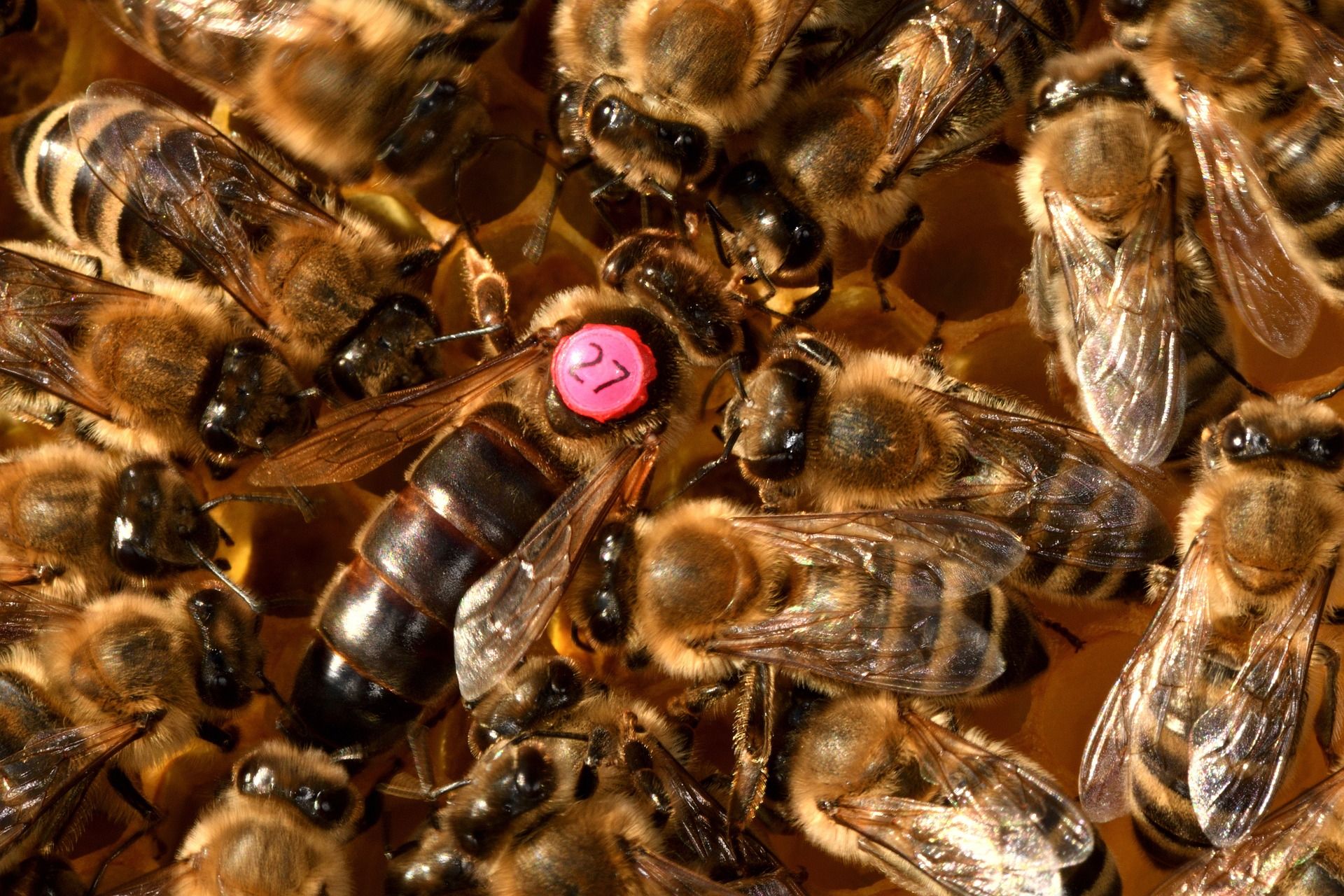 Zucht Bienenkoenigin Honigraum Imker Kreisverband Waldmuenchen