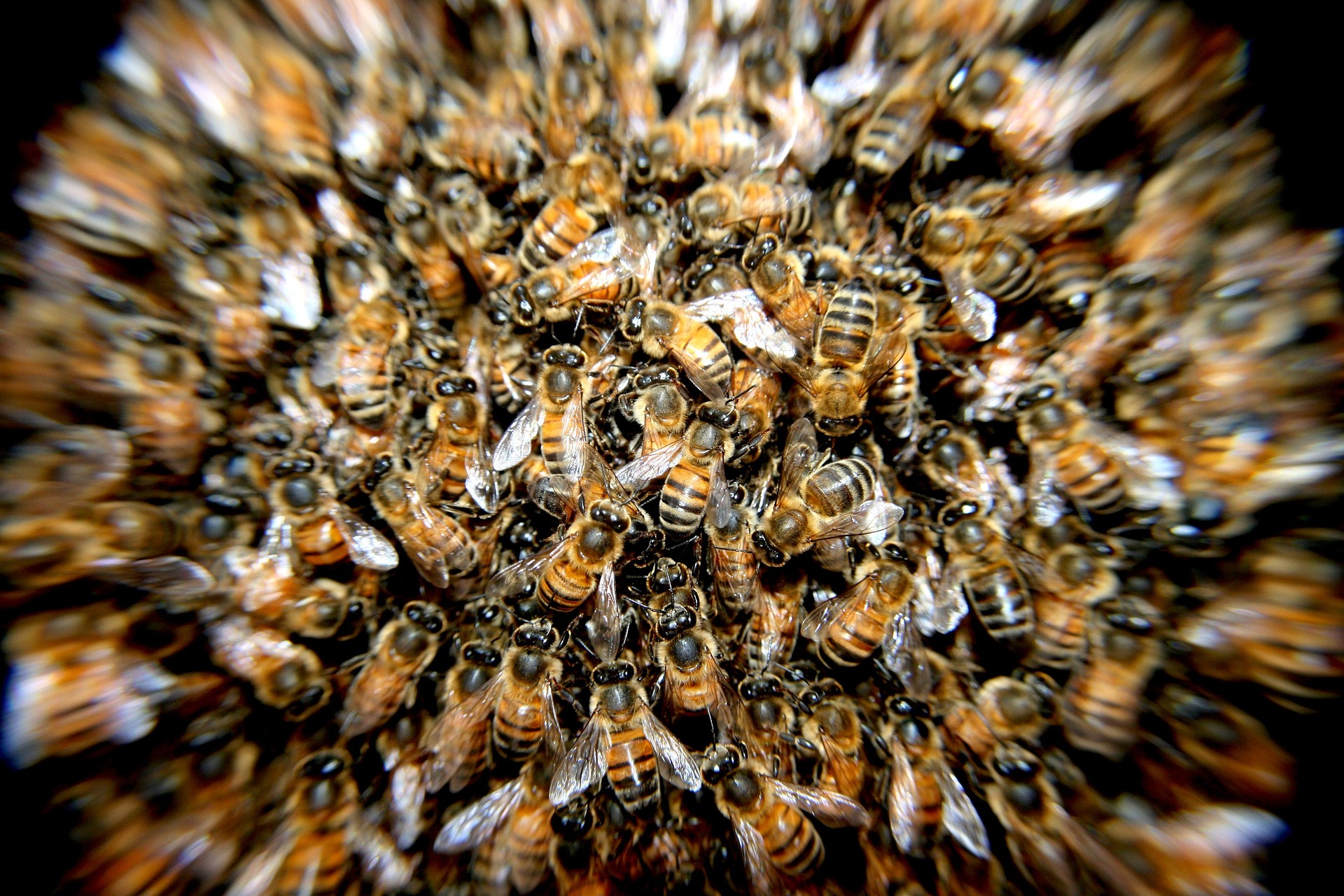 Augen auf am Bienenvolk