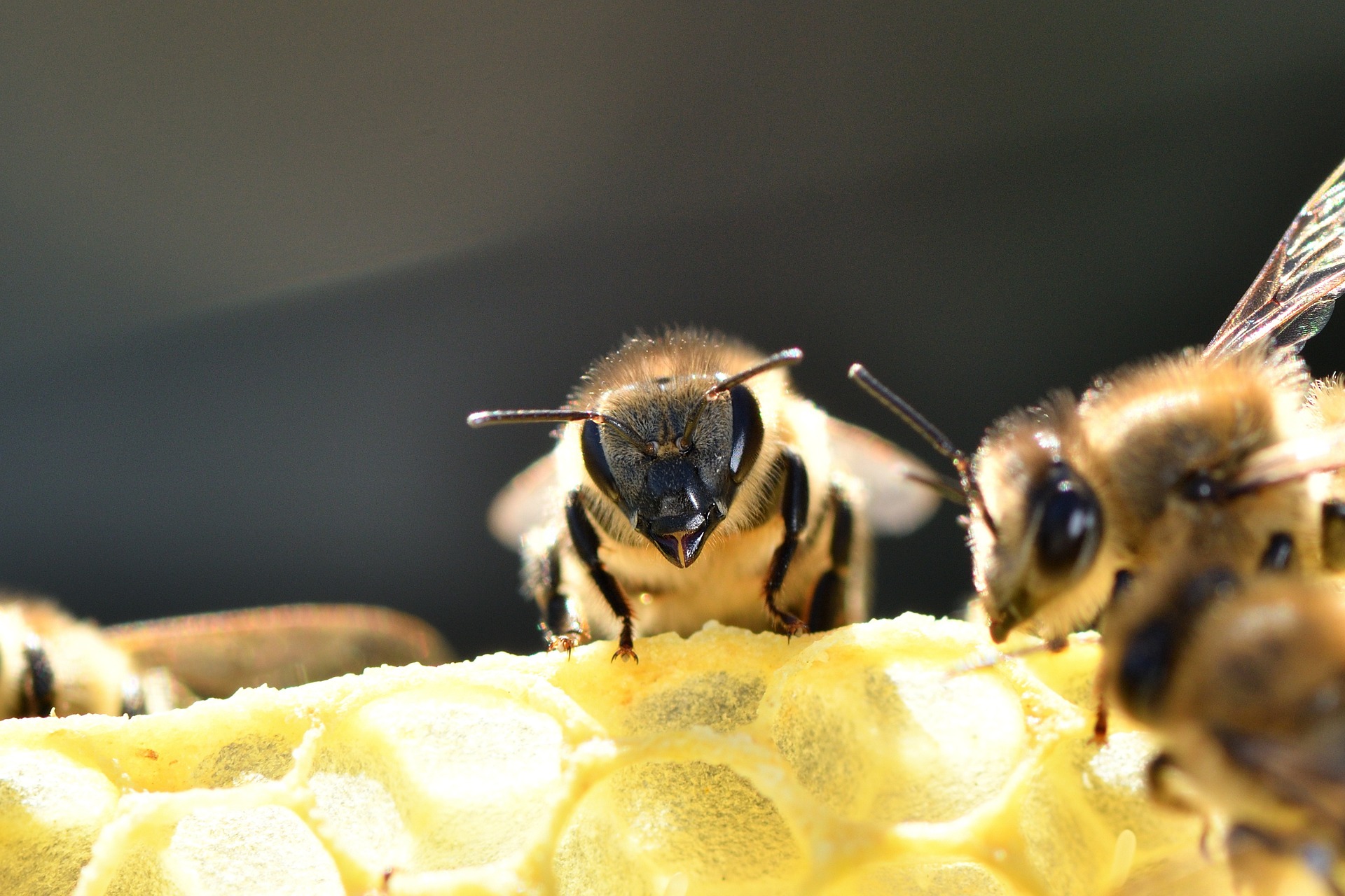 Bienenkrankheiten im Überblick