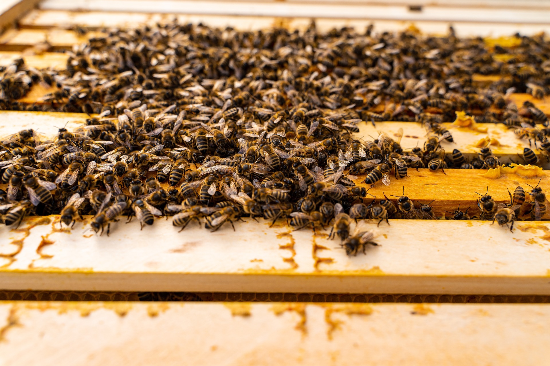 Hygiene am Bienenvolk