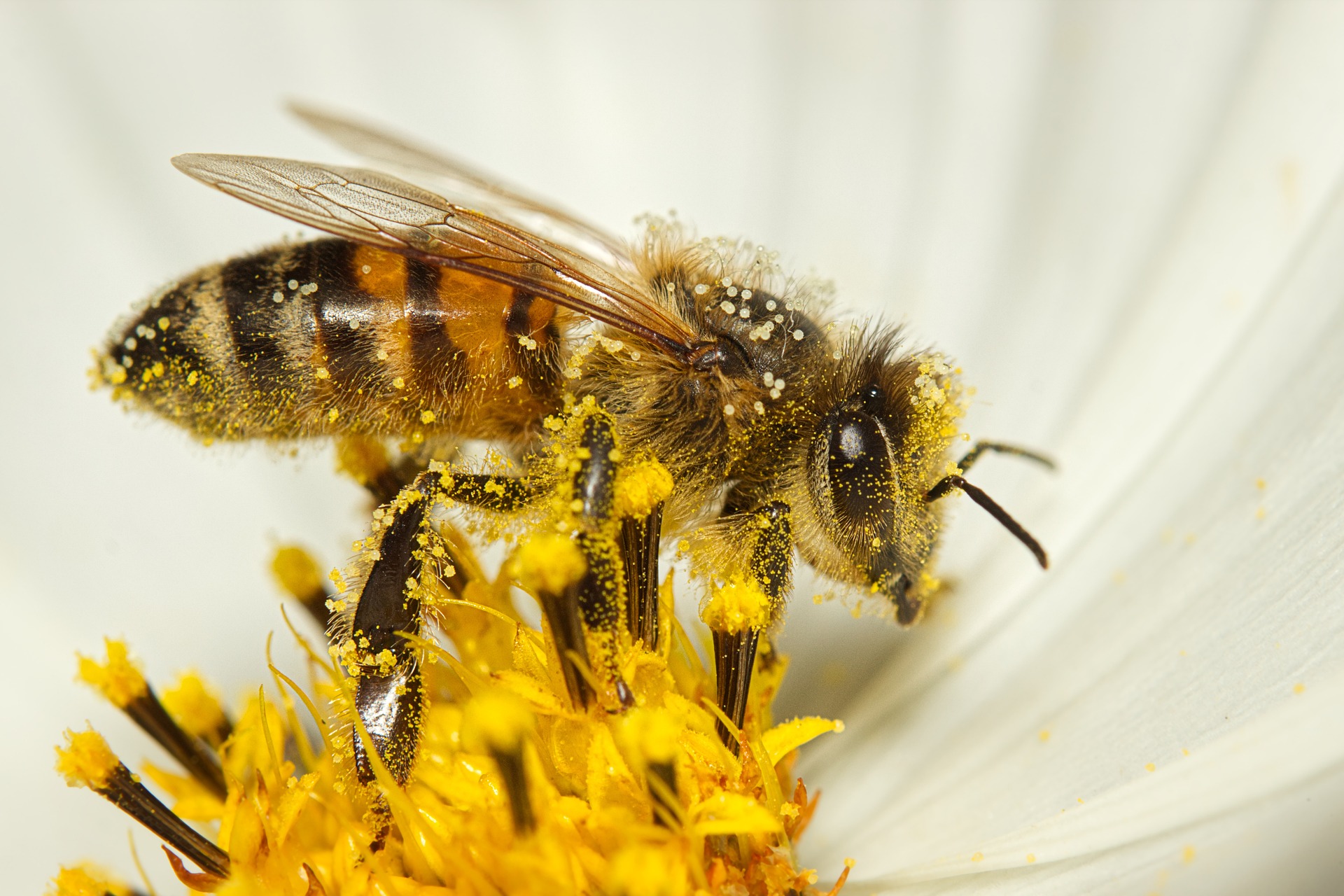 Pollen und seine Bedeutung