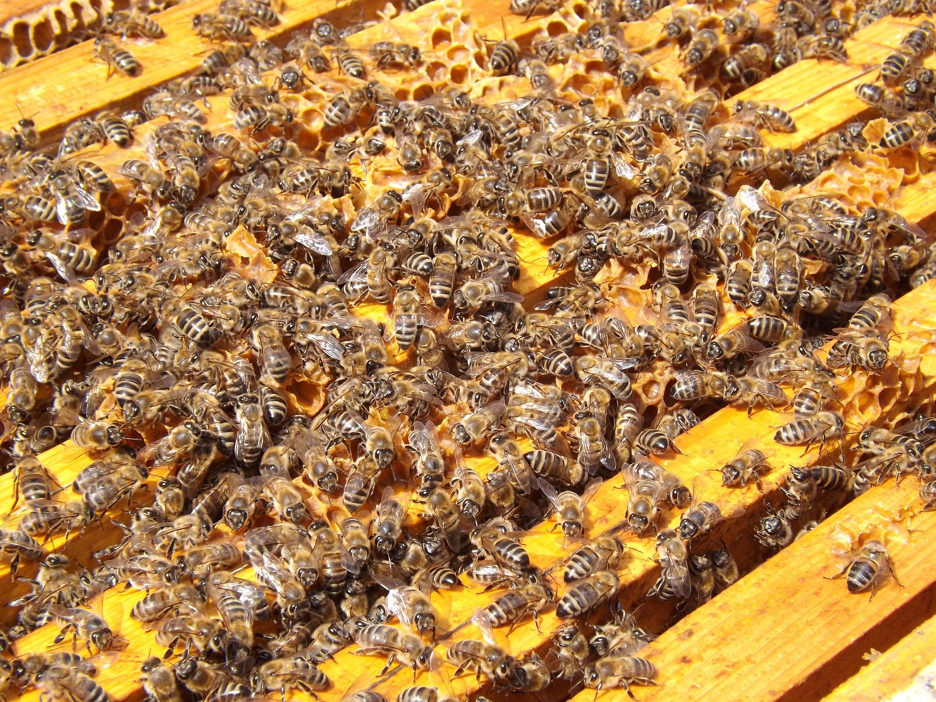 Wenn Bienen sich was wünschen könnten